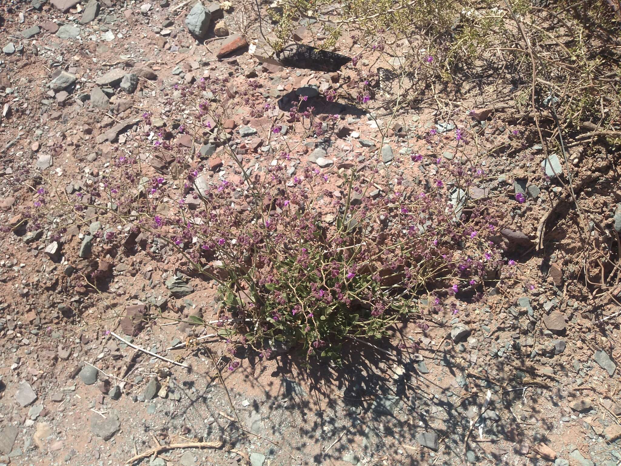 Image of Mirabilis ovata (Ruiz & Pav.) Meigen