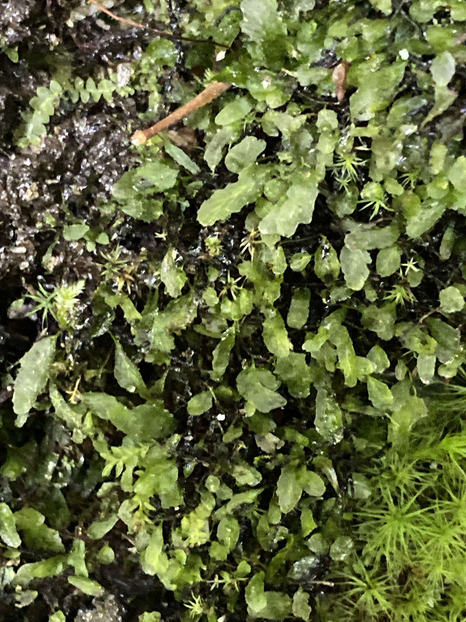 Image of Dwarf Filmy Fern