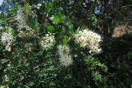 Image of Purple-pod cluster-leaf