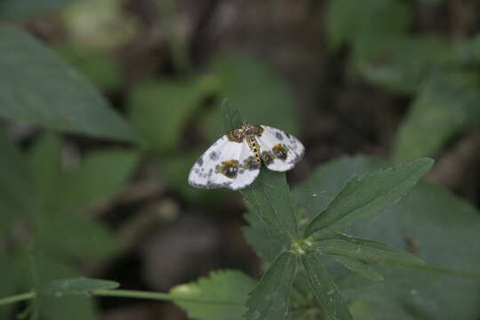 Image of clouded magpie