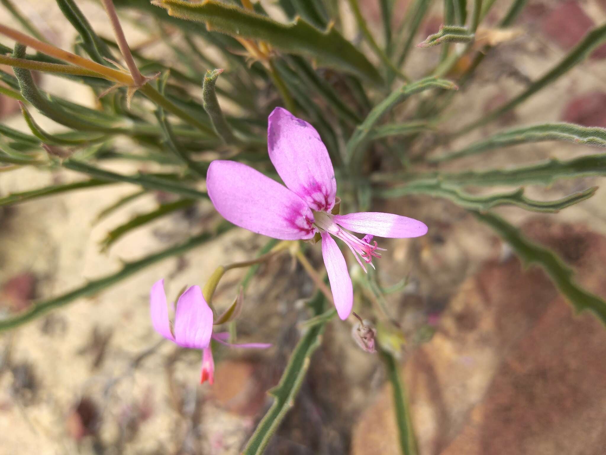 Image of Pelargonium coronopifolium Jacq.