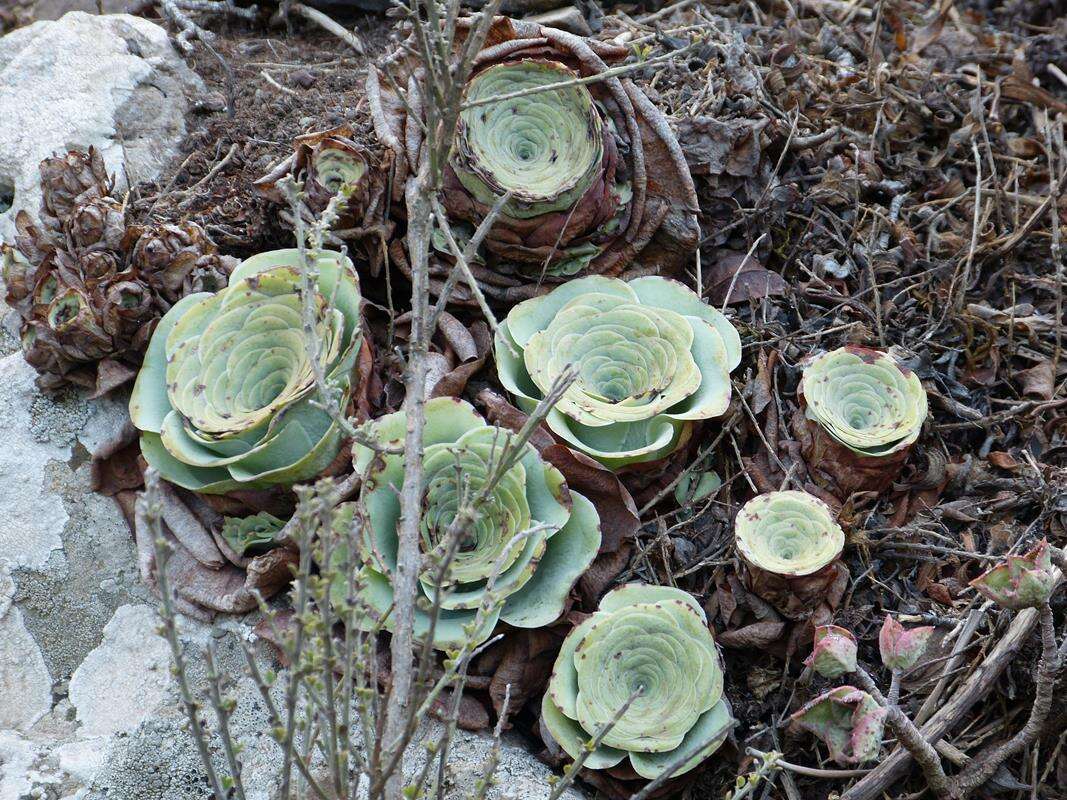 Image of Aeonium aureum (C. Sm. ex Hornem.) T. H. M. Mes