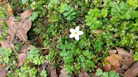 Ellisiophyllum pinnatum (Wall. ex Benth.) Makino resmi