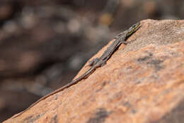 Image of Transvaal Flat Lizard