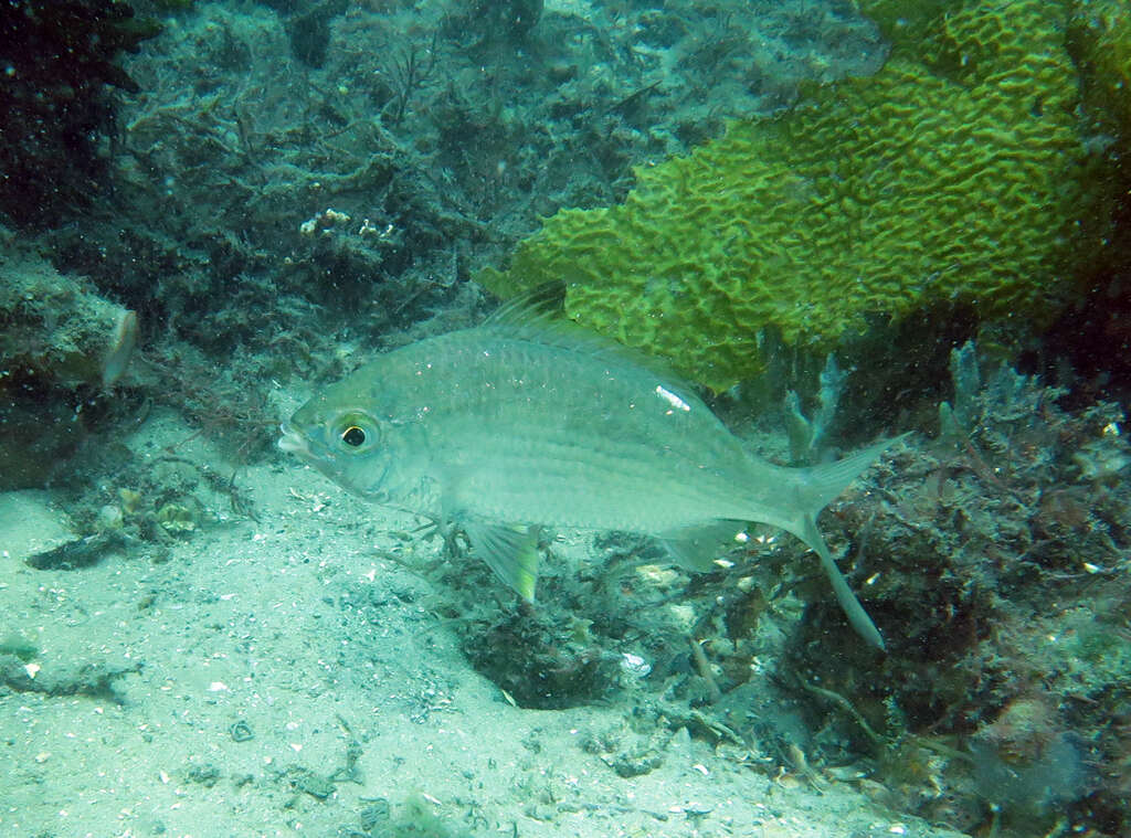 Image of Common Silver Belly