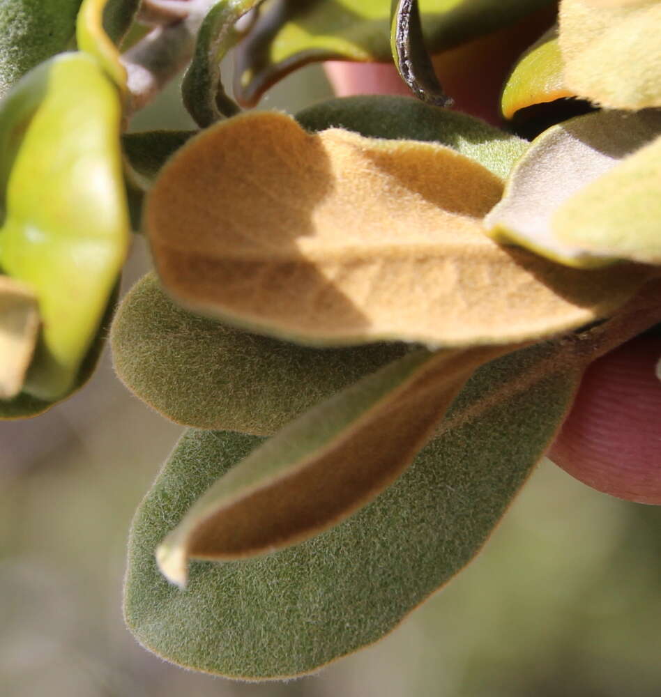 Image of Pittosporum serpentinum (de Lange) de Lange