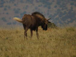 Image of Black Wildebeest