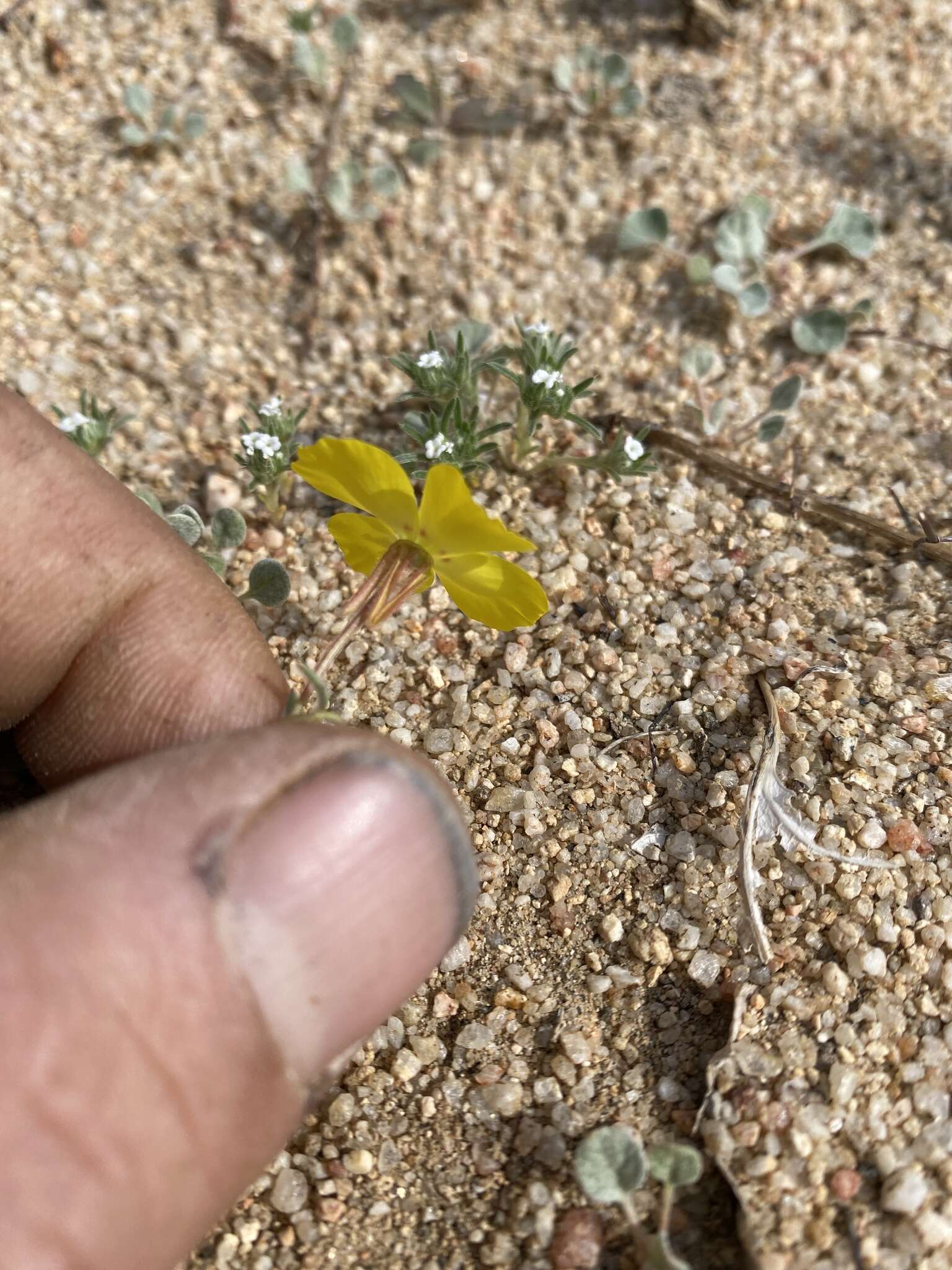 Image of Mojave suncup