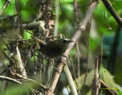 Plancia ëd Brachypteryx leucophris (Temminck 1828)