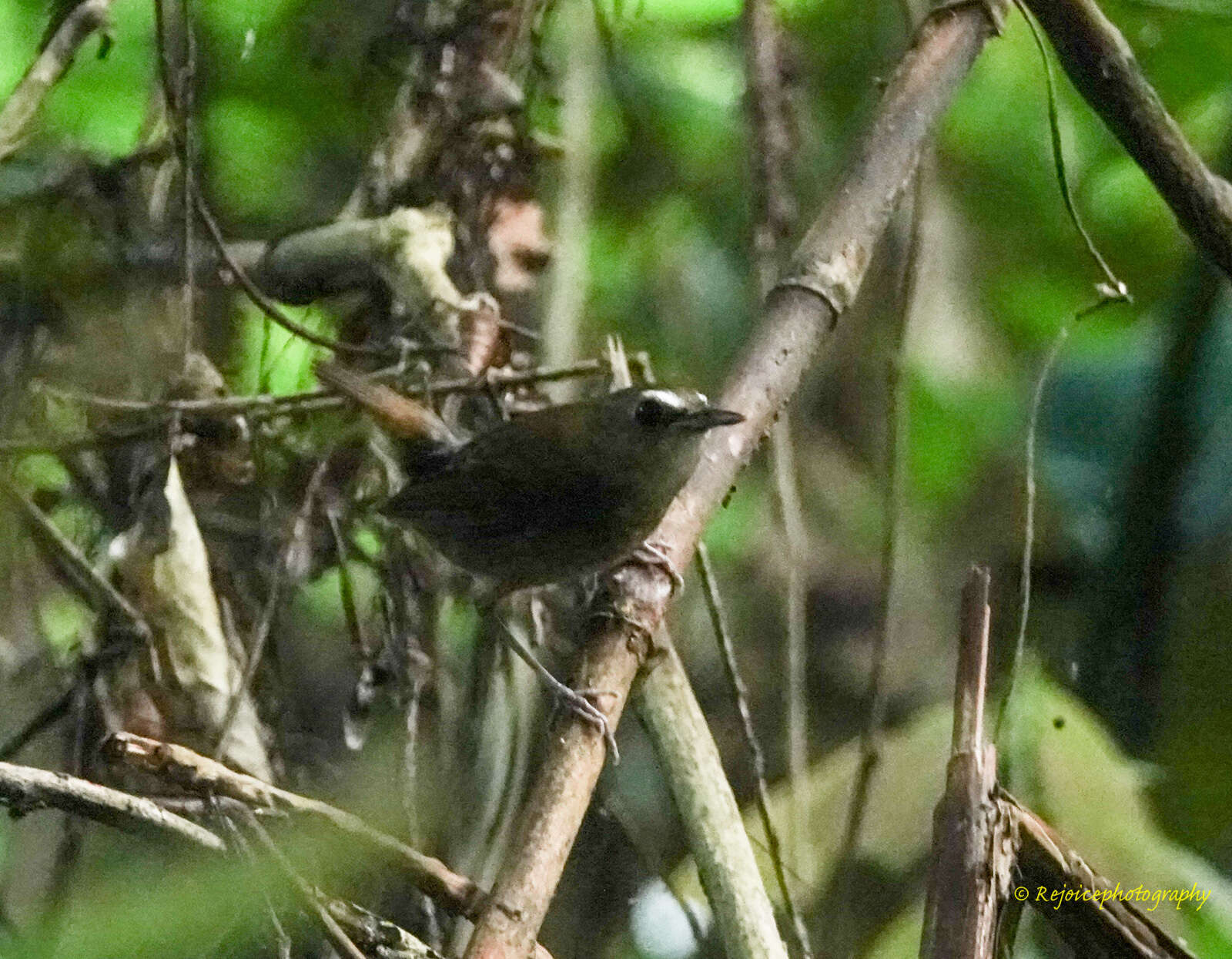 Plancia ëd Brachypteryx leucophris (Temminck 1828)