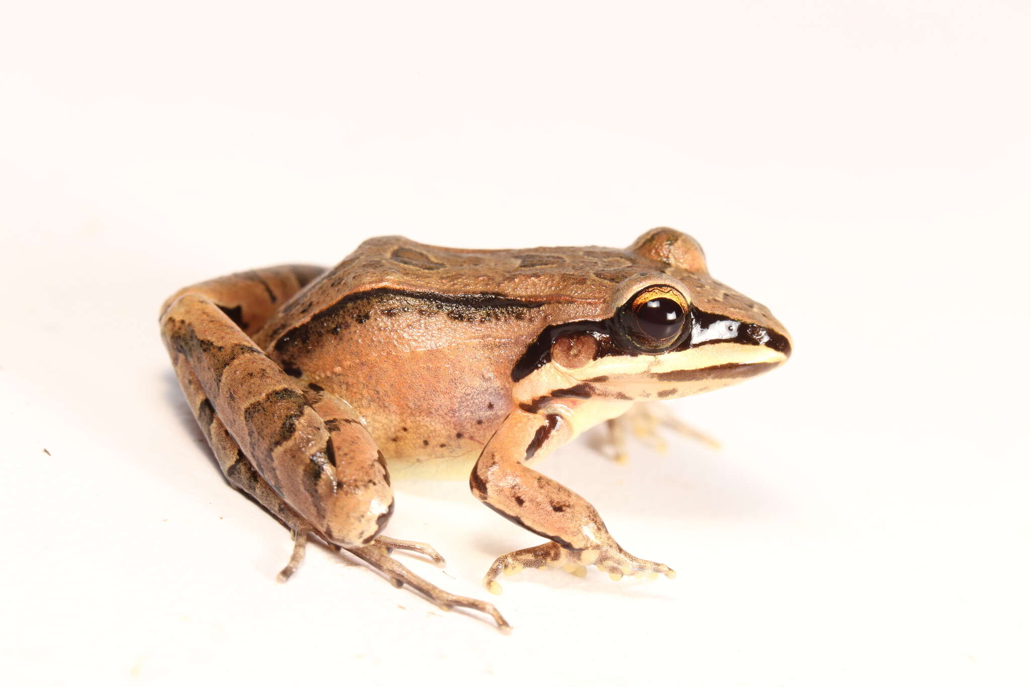 Image de Leptodactylus didymus Heyer, García-Lopez & Cardoso 1996