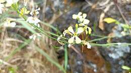 Image of Raphanus raphanistrum subsp. raphanistrum