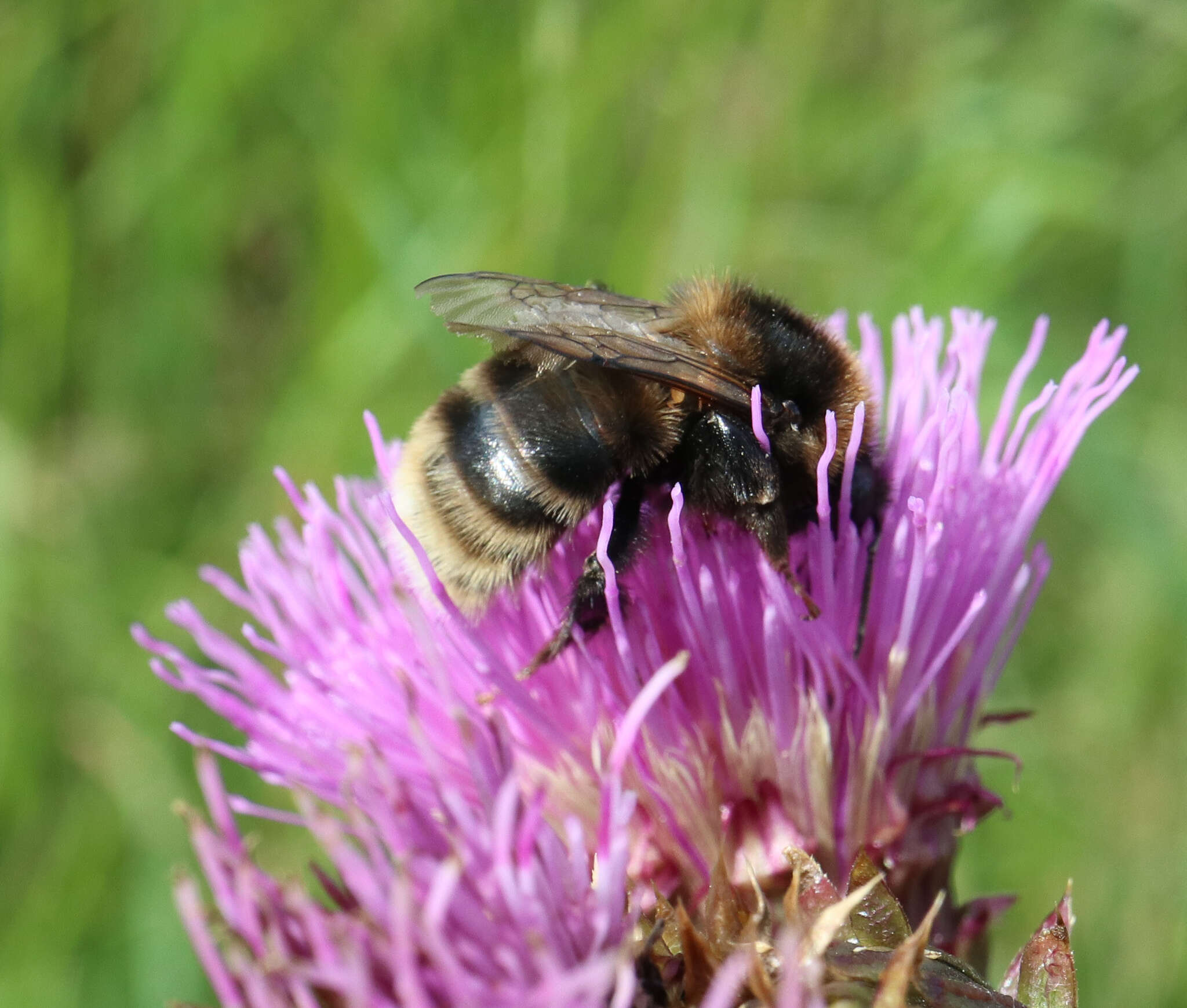 Image of short-haired bumblebee