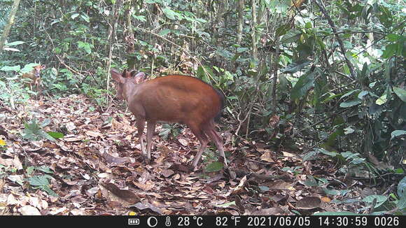 Image of Ogilby's Duiker