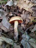 Boletus vermiculosoides A. H. Sm. & Thiers 1971的圖片