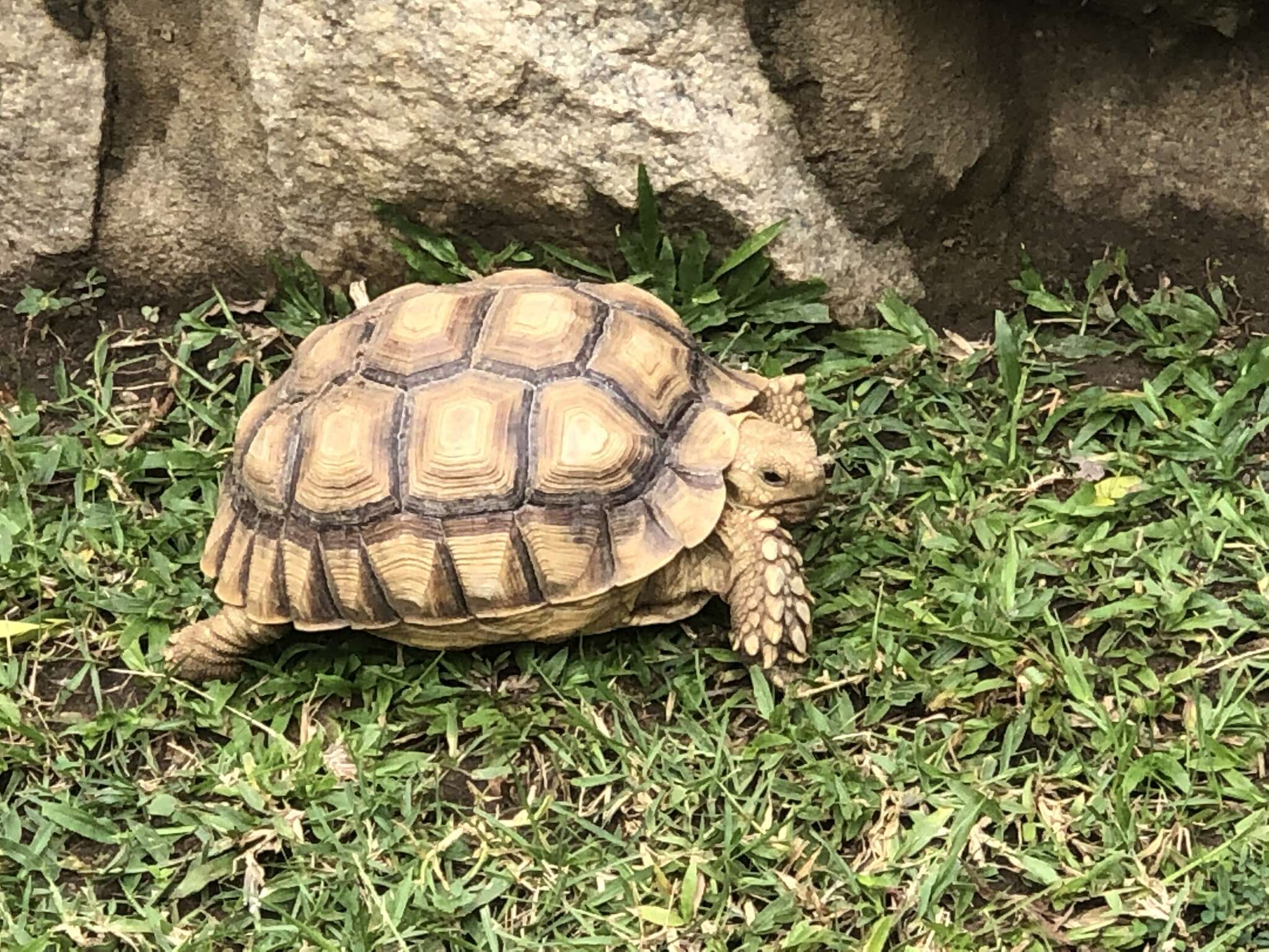 Image of spurred tortoise