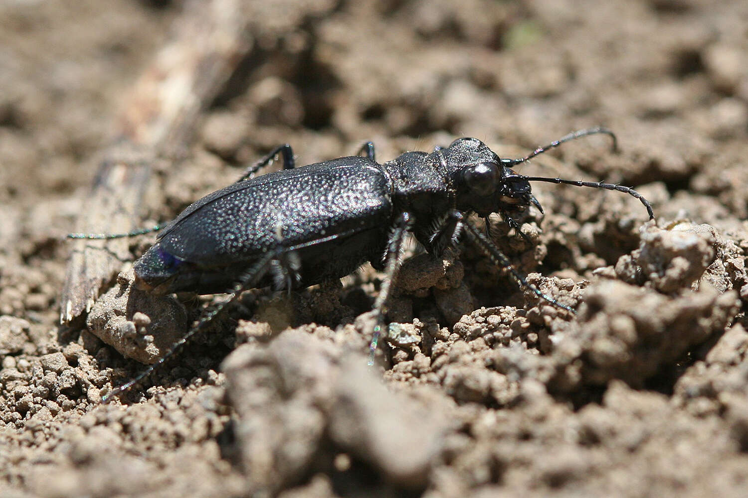 Image of Black-bellied tiger beetle