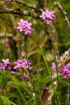 Imagem de Hesperis sibirica L.