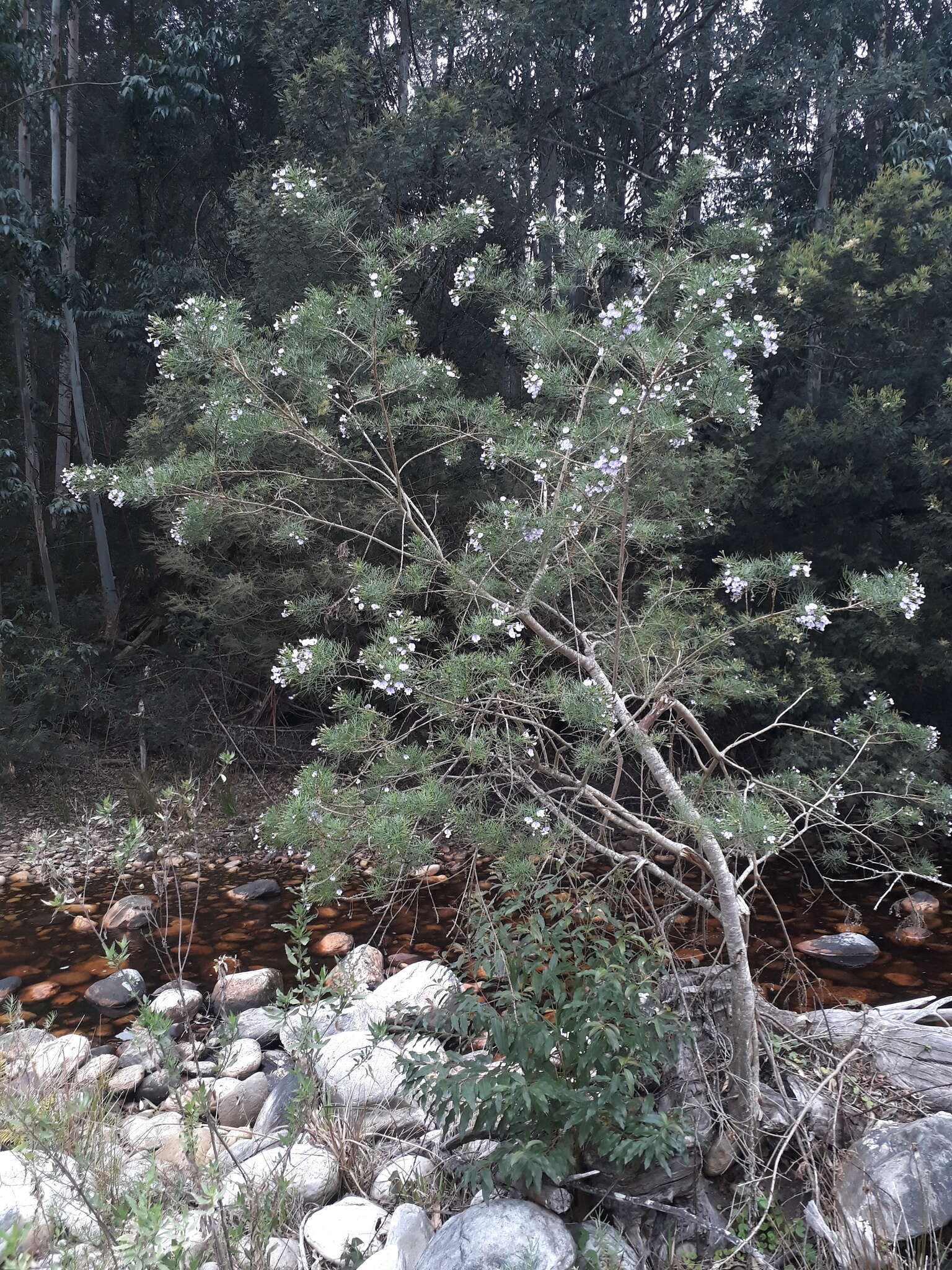 Image of Fountain-bush