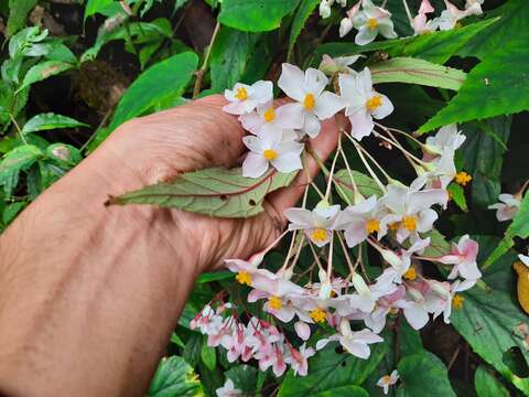 Image of Begonia griffithiana (A. DC.) Warb.