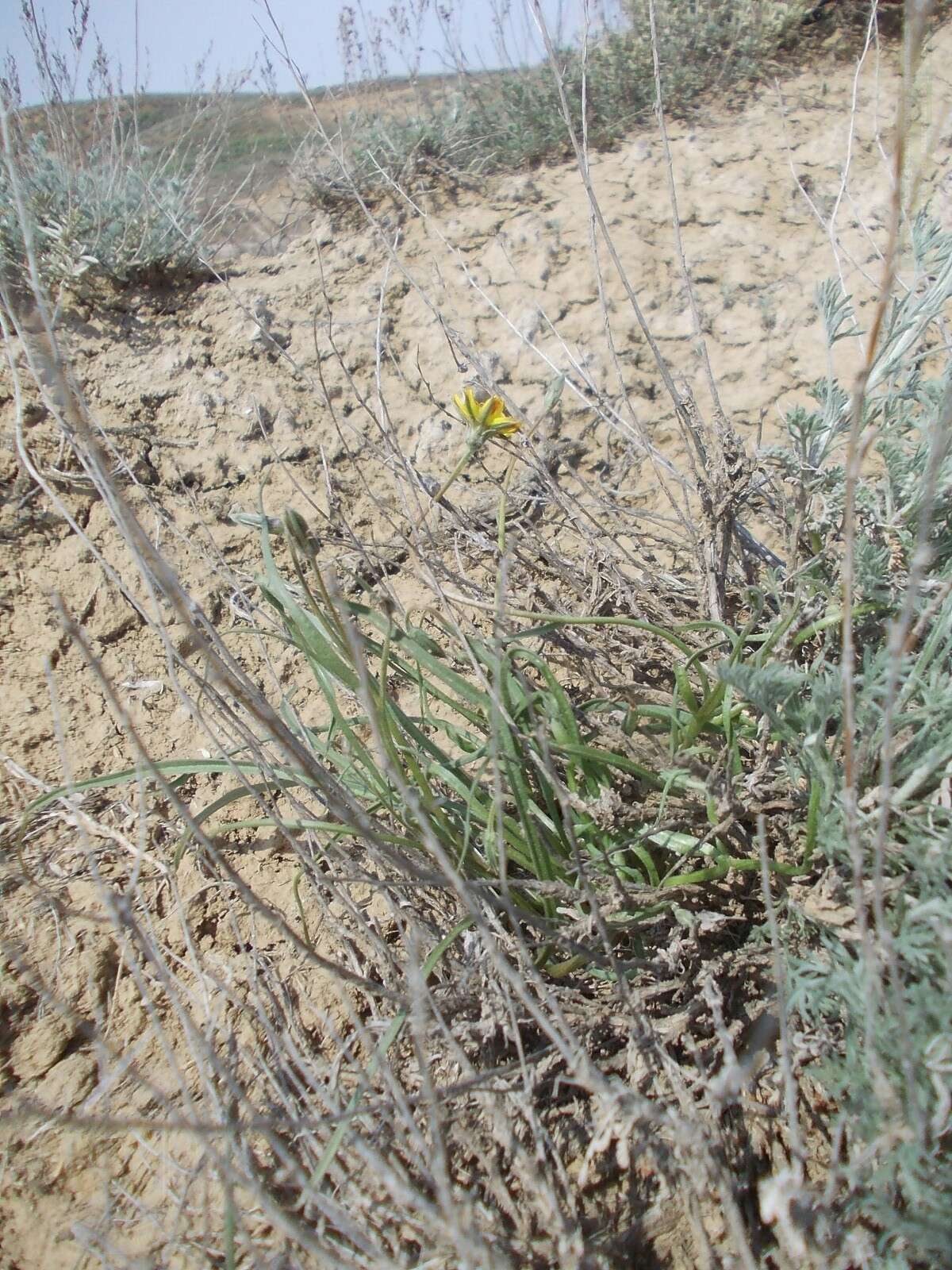 Image of Takhtajaniantha pusilla (Pall.) É. A. Nazarova