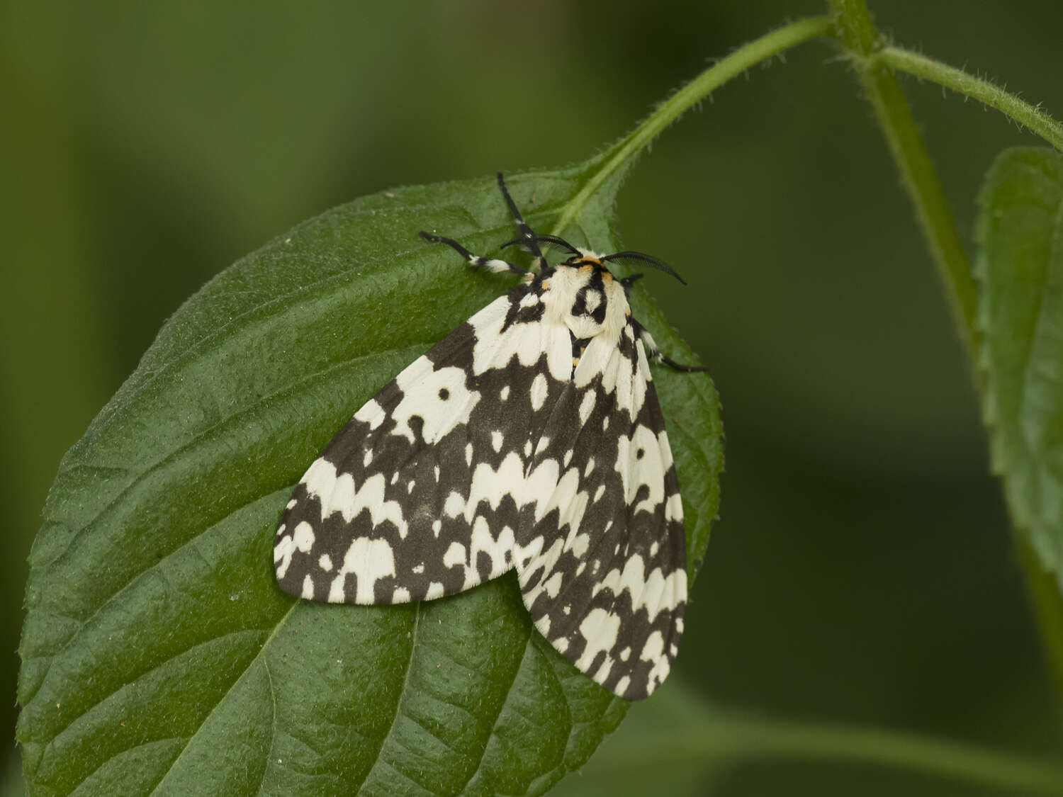 Image of Lymantria marginata Walker 1855