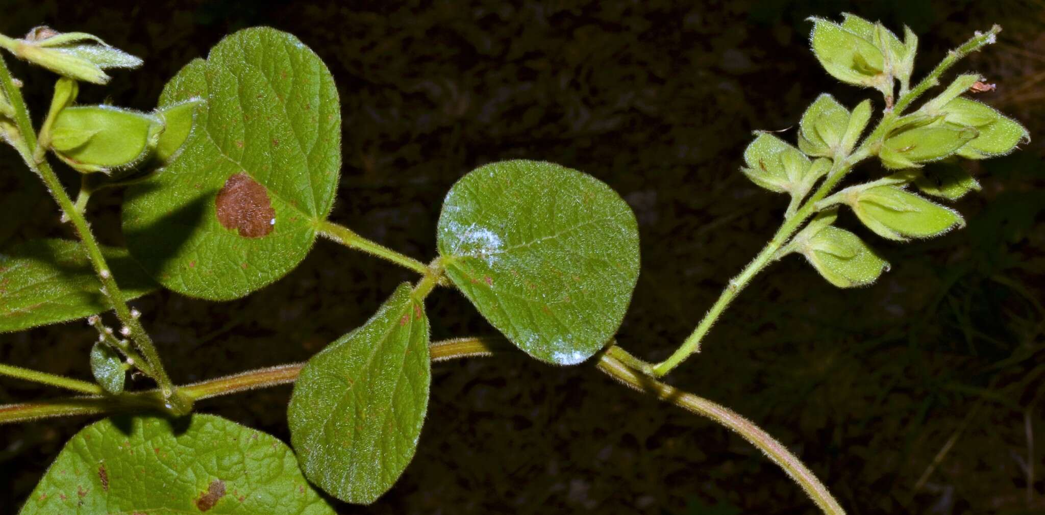 Plancia ëd Rhynchosia latifolia Torr. & A. Gray