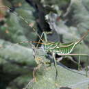 Imagem de Glyphonotus coniciplicus Uvarov 1914