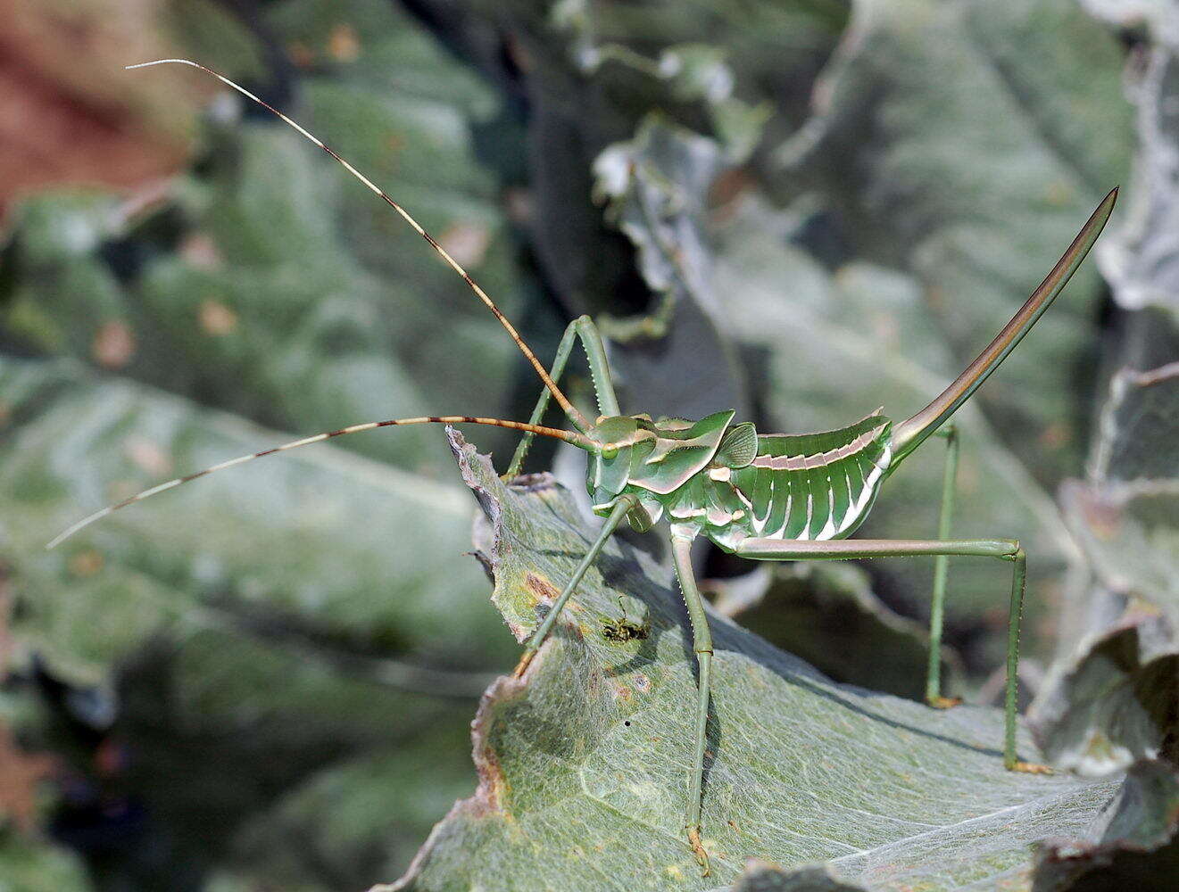 Sivun Glyphonotus coniciplicus Uvarov 1914 kuva