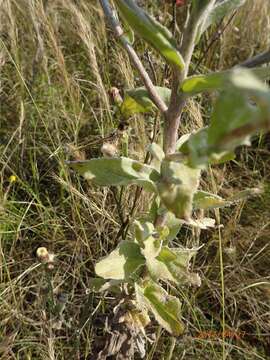 Image de Helichrysum decorum DC.