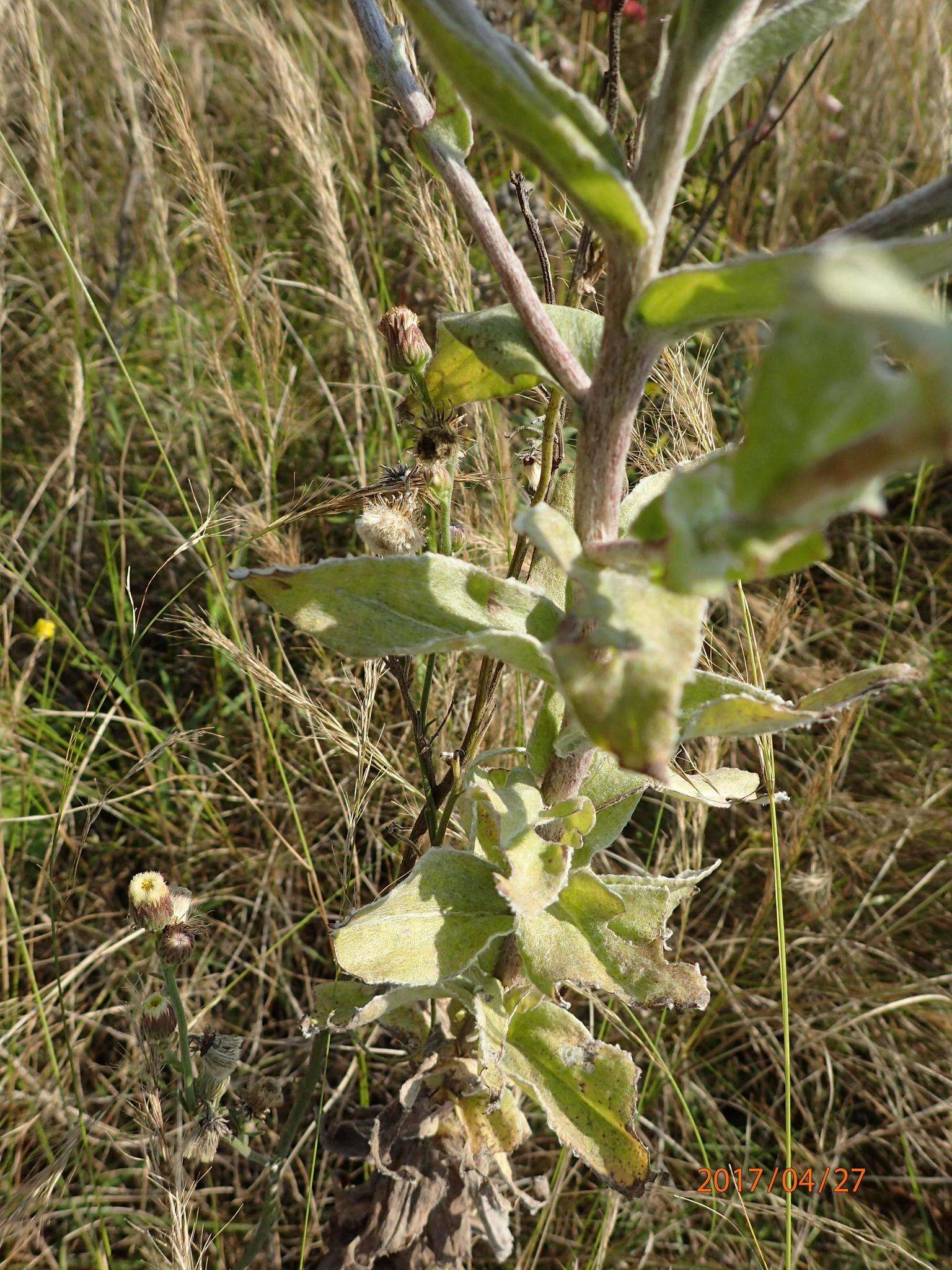 Image of Helichrysum decorum DC.