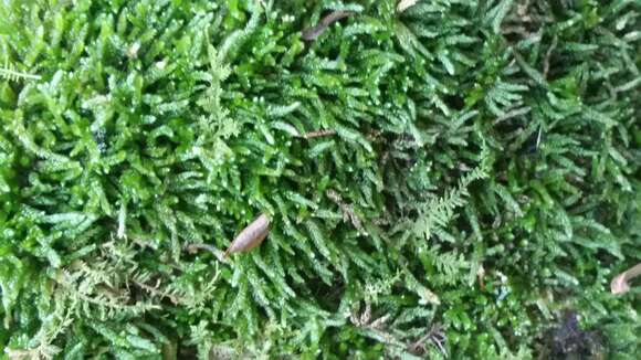 Image of delicate thuidium moss