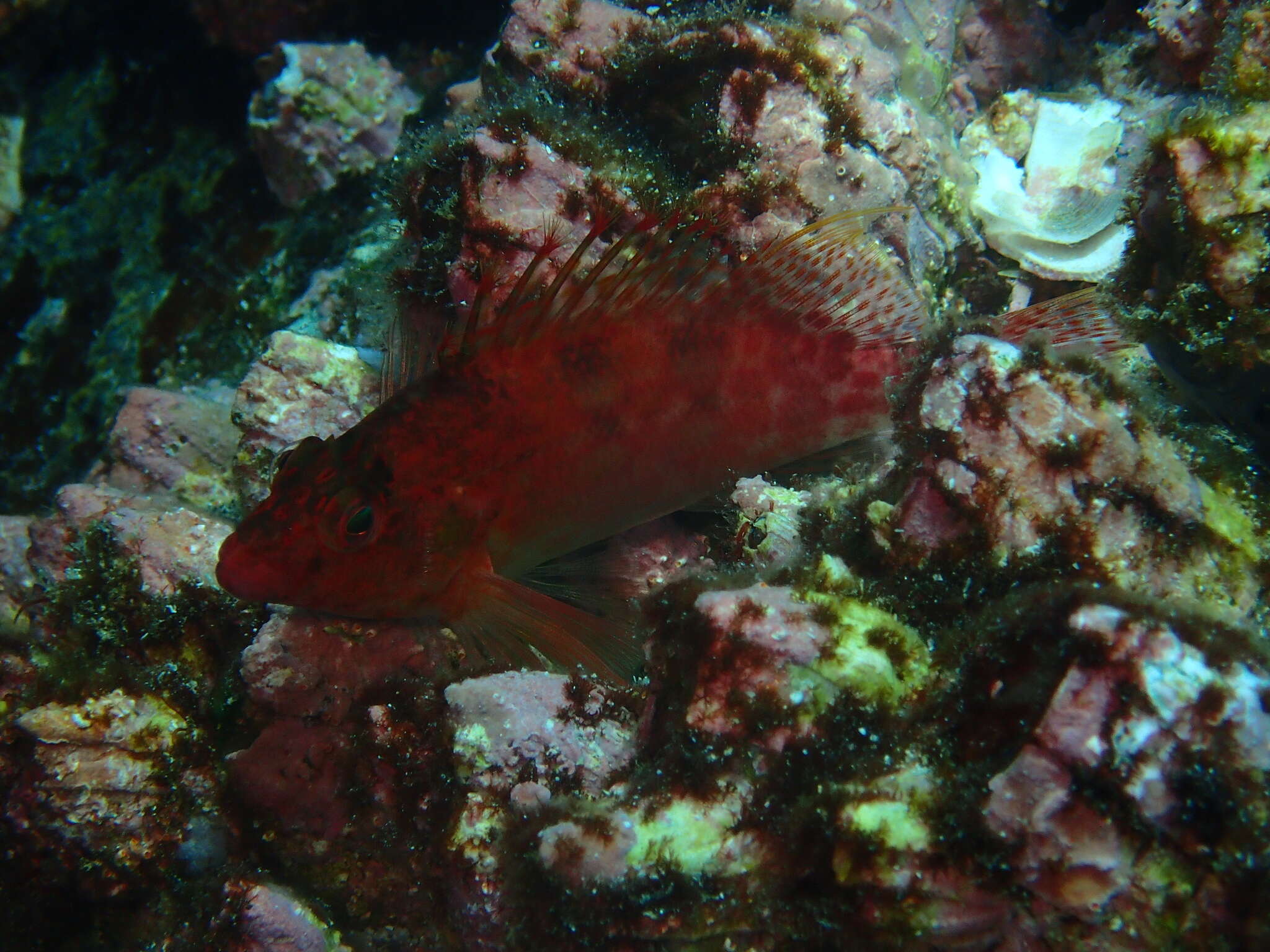 Image of Coral Hawkfish