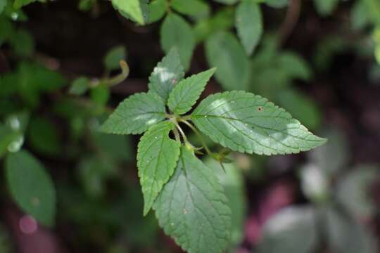 Image of Achimenes misera Lindl.