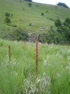 Image de Satyrium neglectum Schltr.