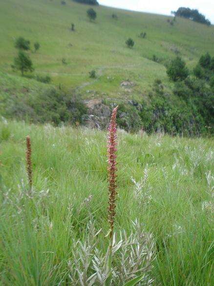 Image de Satyrium neglectum Schltr.