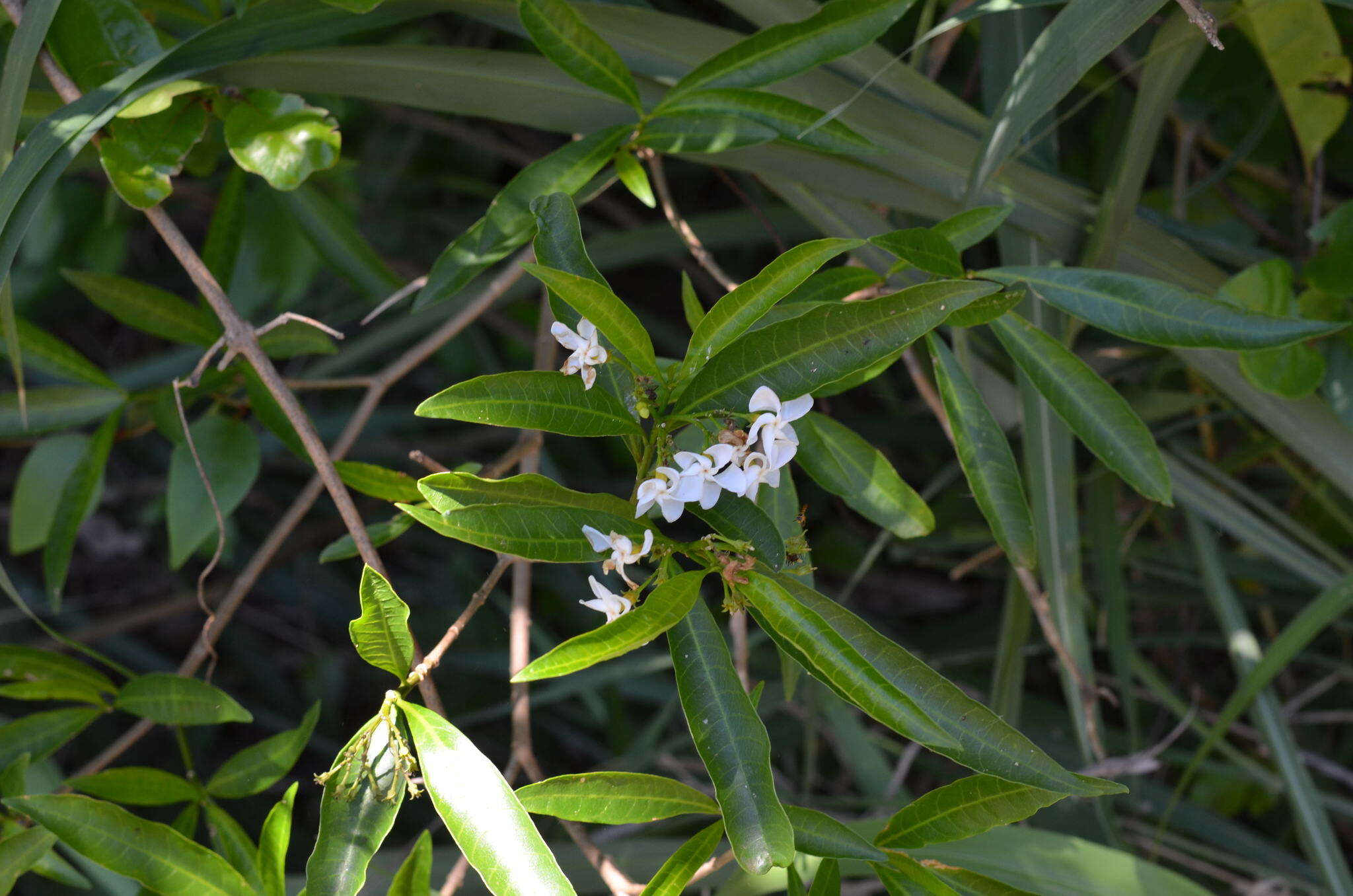 Plancia ëd Tabernaemontana catharinensis A. DC.