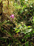 Desmodium intortum (Mill.) Urb. resmi