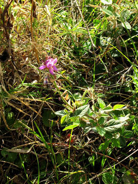 Image of greenleaf ticktrefoil