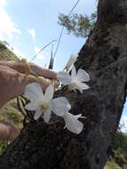 Image of Dendrobium affine (Decne.) Steud.