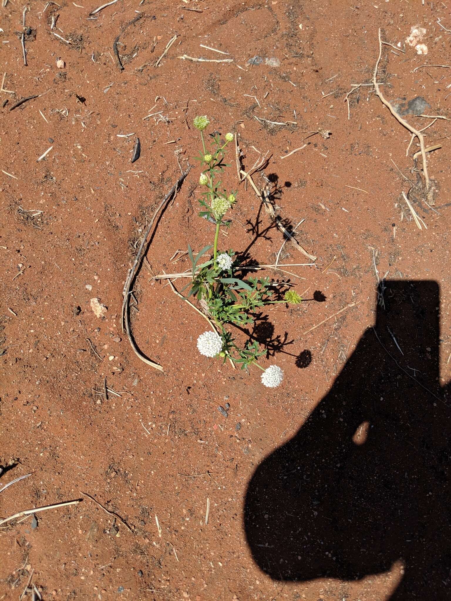 Imagem de Trachymene glaucifolia (F. Müll.) Benth.