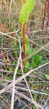 Image of Lawrencia spicata Hook.