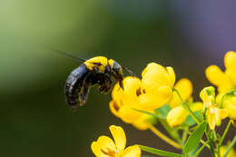 Image of Xylocopa ruficornis Fabricius 1804