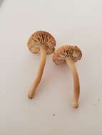 Imagem de Hygrocybe deceptiva (A. H. Sm. & Hesler) Leelav., Manim. & Arnolds 2006