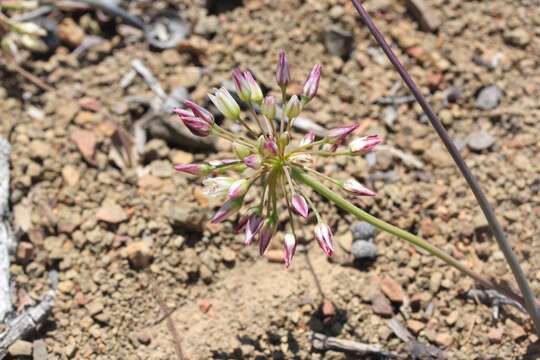 Image of serpentine onion