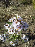 Image of New York aster