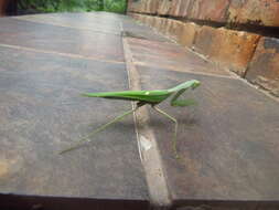 Image of African mantis