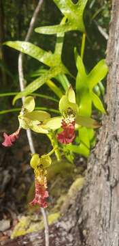 Image of Cymbidiella flabellata (Thouars) Rolfe