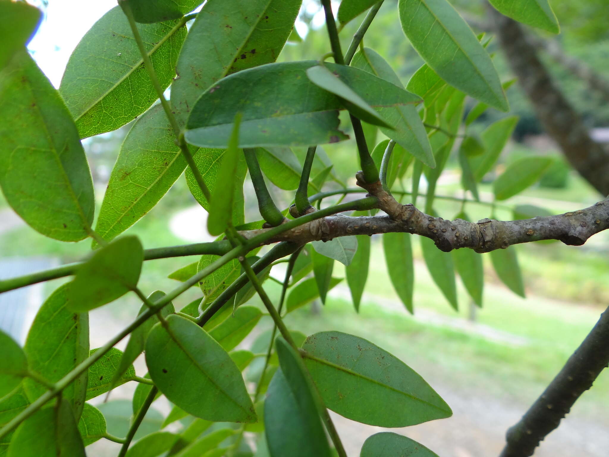 Imagem de Maackia taiwanensis H. Hoshi & H. Ohashi