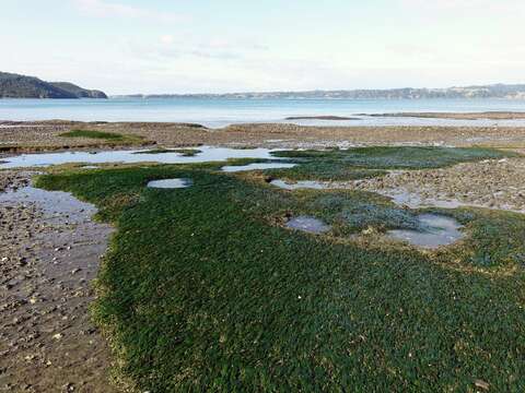 Image of Zostera novazelandica Setch.